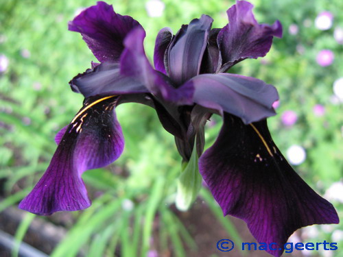 Iris chrysographes